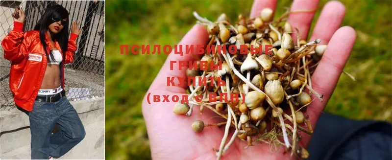 площадка клад  Бавлы  Галлюциногенные грибы Psilocybine cubensis 